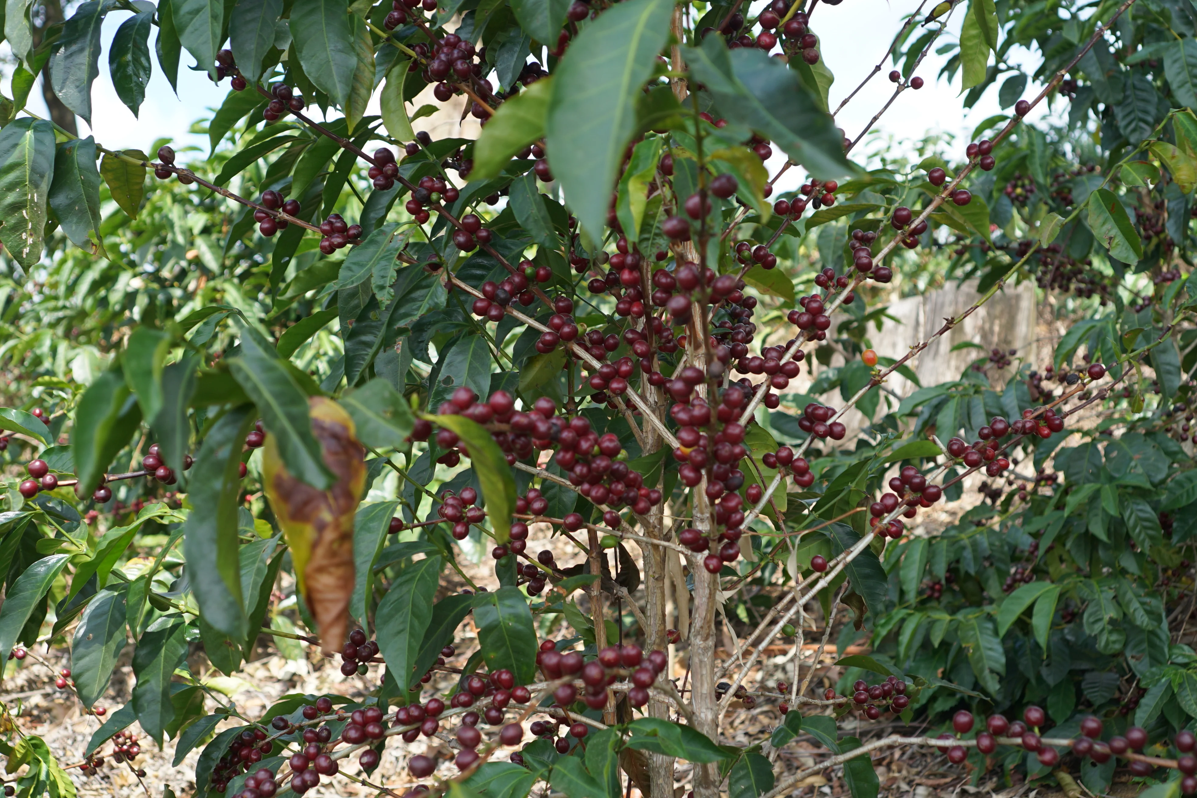 Sustainable Profile Coffee - Costa Rica - Image 4