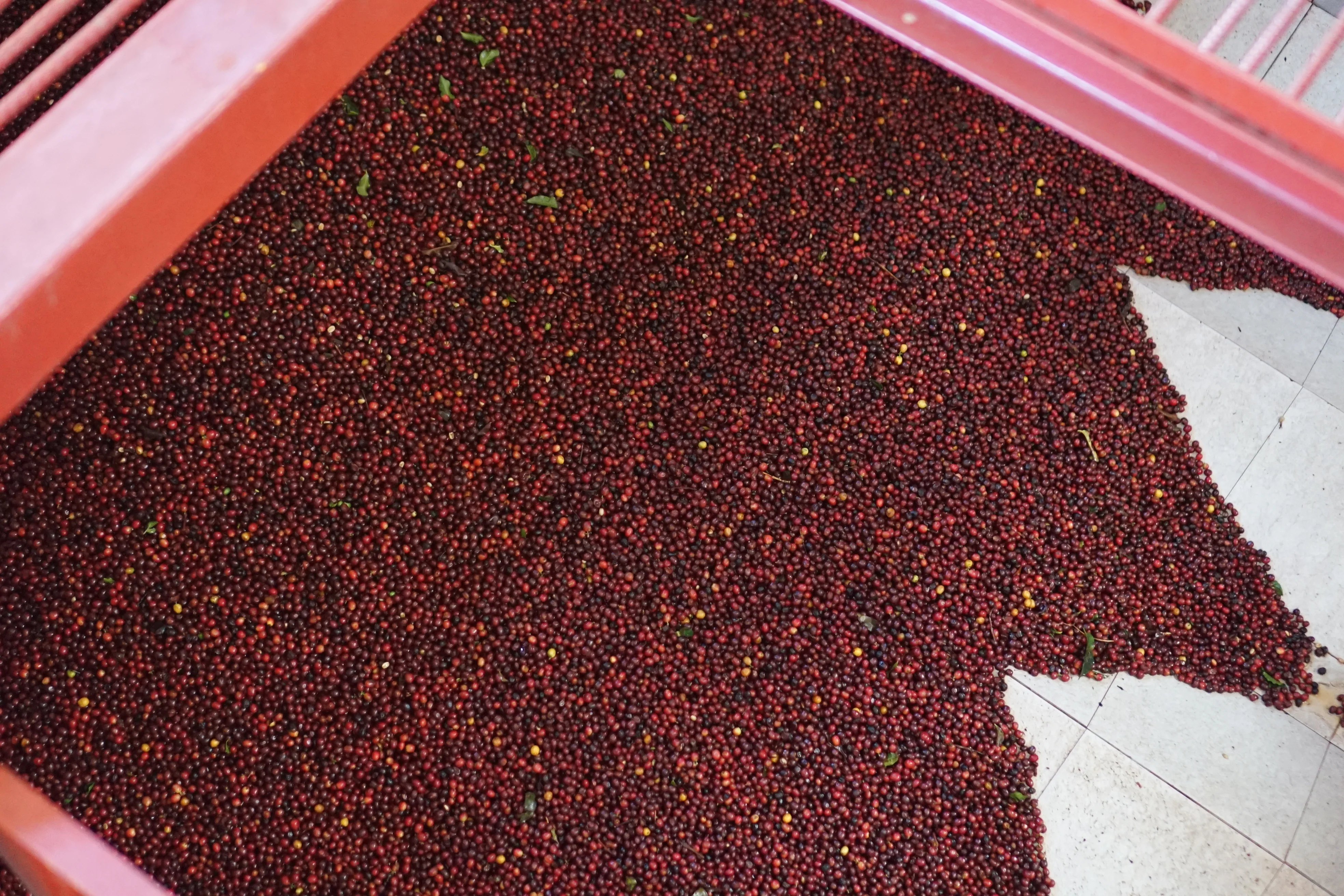 Sustainable Profile Coffee - Costa Rica - Image 6
